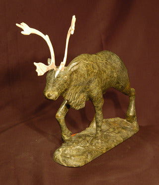 Caribou